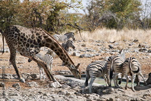 Giraffe and Plains Zebras  Equus quagga burchelli  drink water at artificial waterhole. Wild safari animals in African bush  Etosha National Park  Namibia