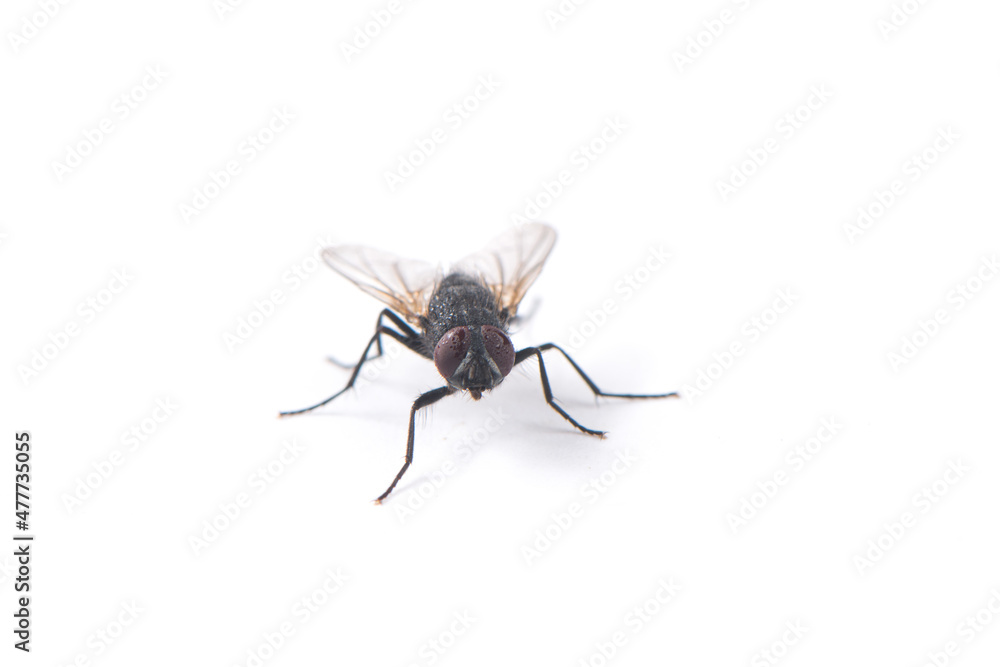 fly isolated on  white background