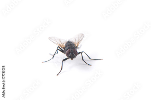 fly isolated on  white background © zhikun sun