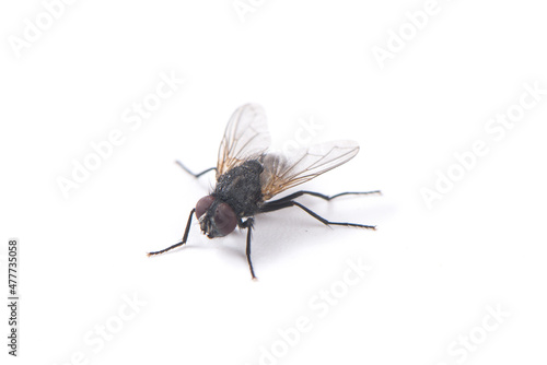 fly isolated on white background