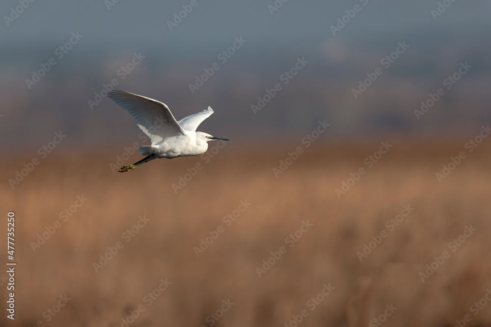 Little Egret Egretta garzetta flying in close view Little Egret Egretta garzetta flying in close view