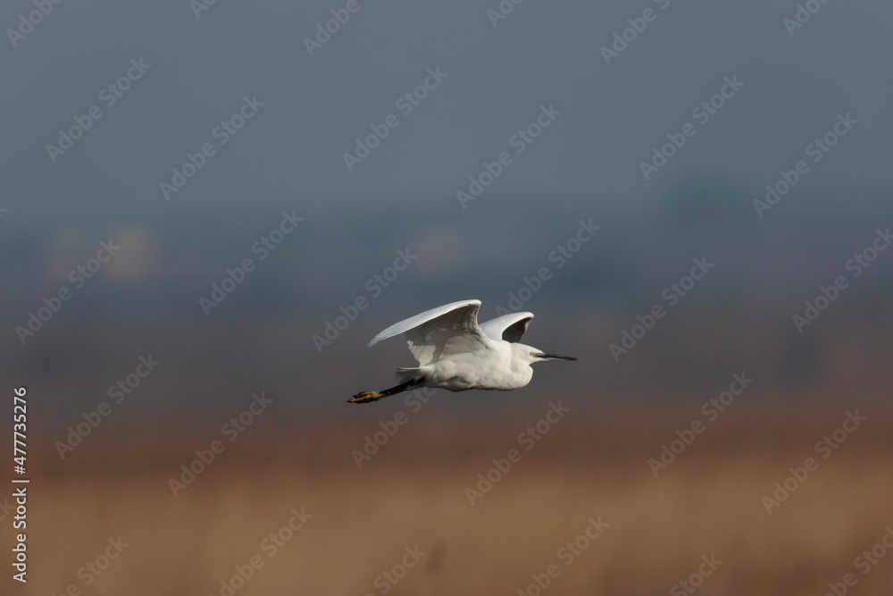 Fototapeta premium Little Egret Egretta garzetta flying in close view