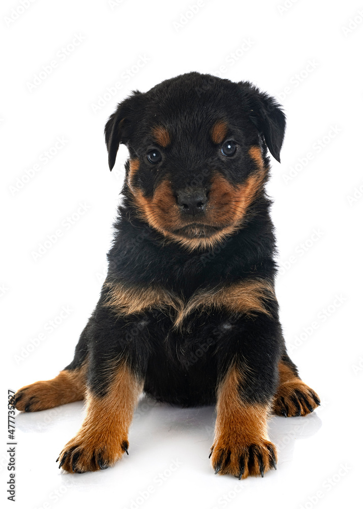 puppy rottweiler in studio