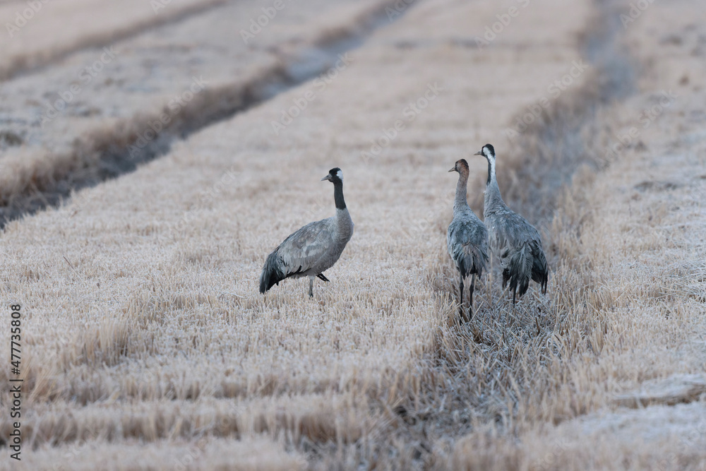 Grus grus Common eurpean crane feeding in rice fields in Southern France Grus grus Common eurpean crane feeding in rice fields in Southern France