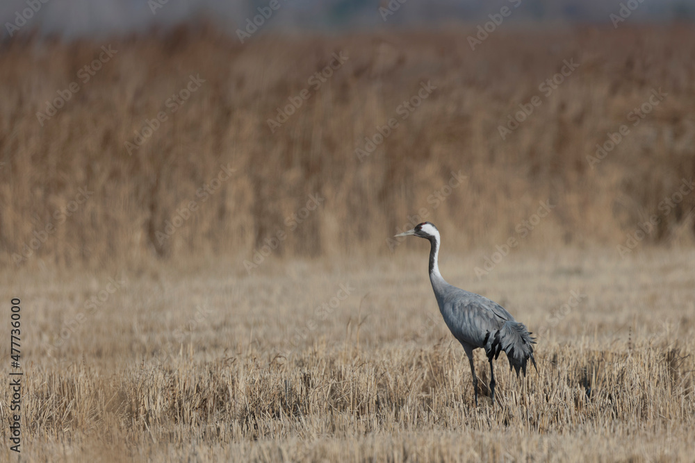 Grus grus Common eurpean crane feeding in rice fields in Southern France Grus grus Common eurpean crane feeding in rice fields in Southern France