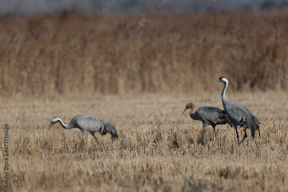 Grus grus Common eurpean crane feeding in rice fields in Southern France