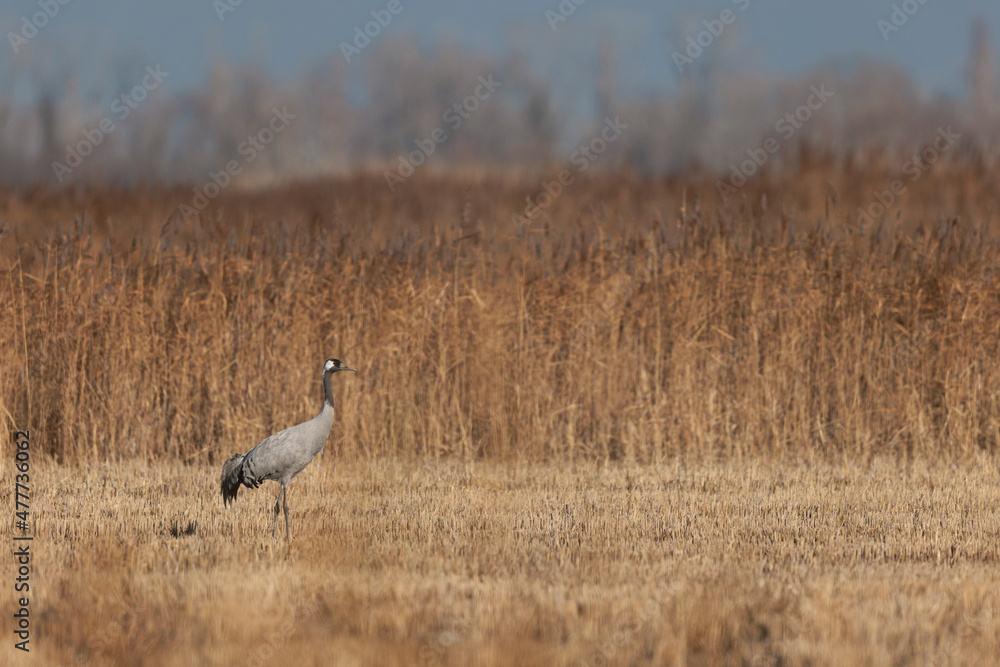 Grus grus Common eurpean crane feeding in rice fields in Southern France