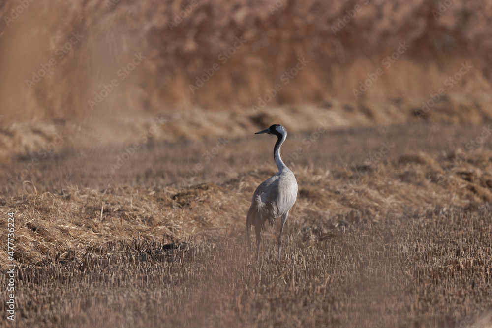 Obraz premium Grus grus Common eurpean crane feeding in rice fields in Southern France