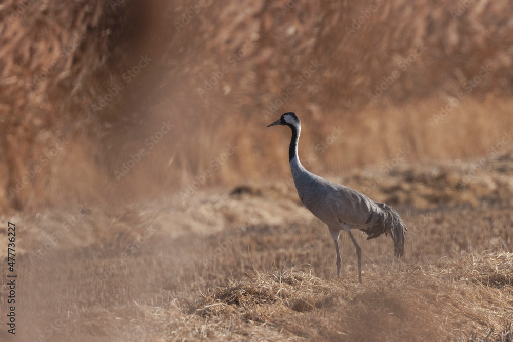 Obraz premium Grus grus Common eurpean crane feeding in rice fields in Southern France