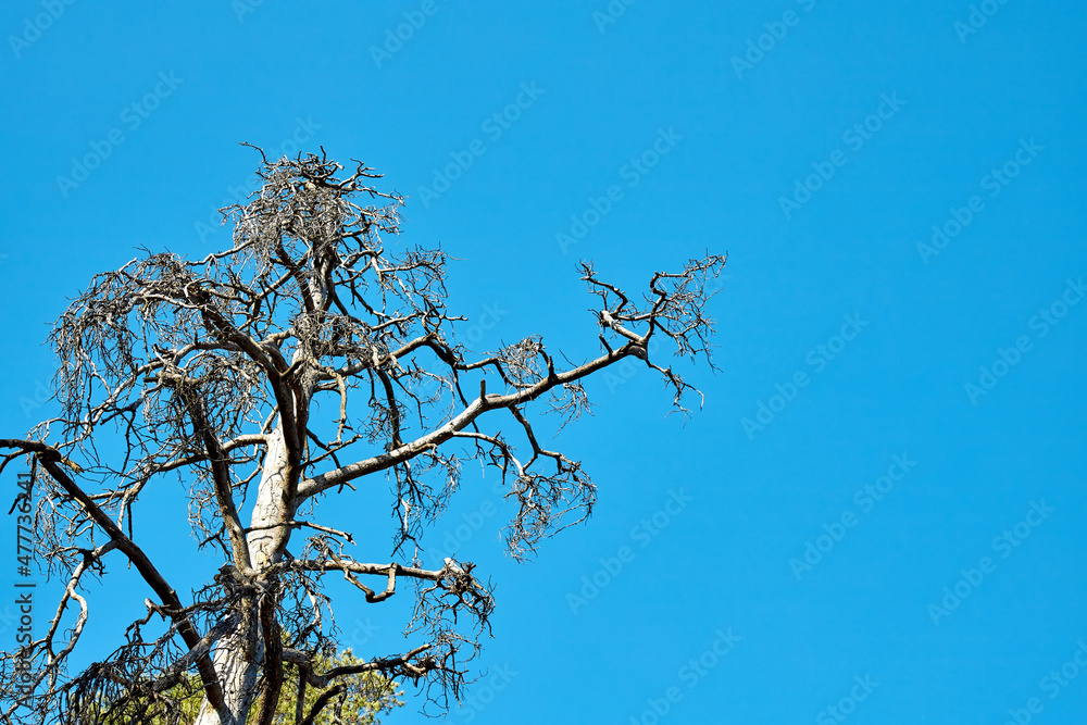 Dry pine branches against blue sky. Concept of bad ecology. Dry pine branches against blue sky. Concept of bad ecology.