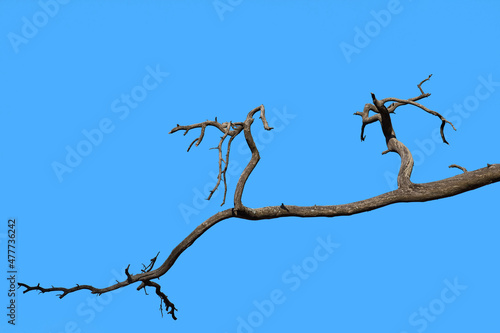 Dry pine branches against blue sky. Concept of bad ecology.