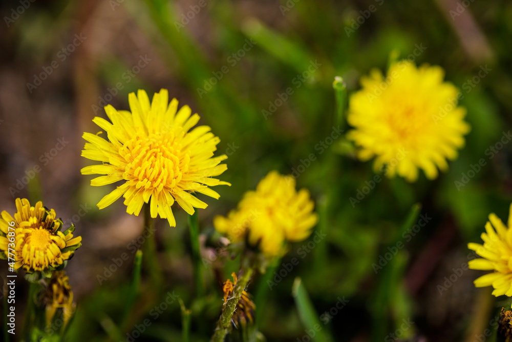 Shallow depth of field (selective focus) details with seeding and flowering dandelion flowers (Taraxacum) during a sunny spring day. Shallow depth of field (selective focus) details with seeding and flowering dandelion flowers (Taraxacum) during a sunny spring day.