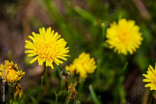 Shallow depth of field  selective focus  details with seeding and flowering dandelion flowers  Taraxacum  during a sunny spring day.