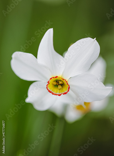 Shallow depth of field (selective focus) details with a white daffodil flower (Narcissus) on a sunny spring day.