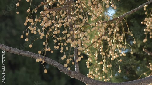 Melia azedarach fruits hanging at sunset in melia azedarach tree photo