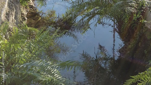 Ferns and plants over stream in an agricultural ditch photo