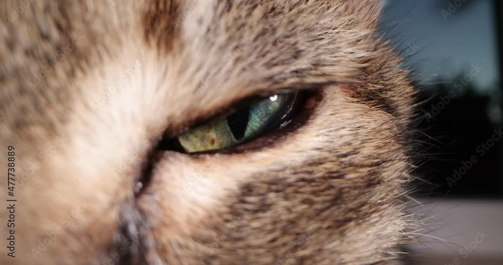Cat's eye super macro. Green pupil close-up Cat's eye super macro. Green pupil close-up