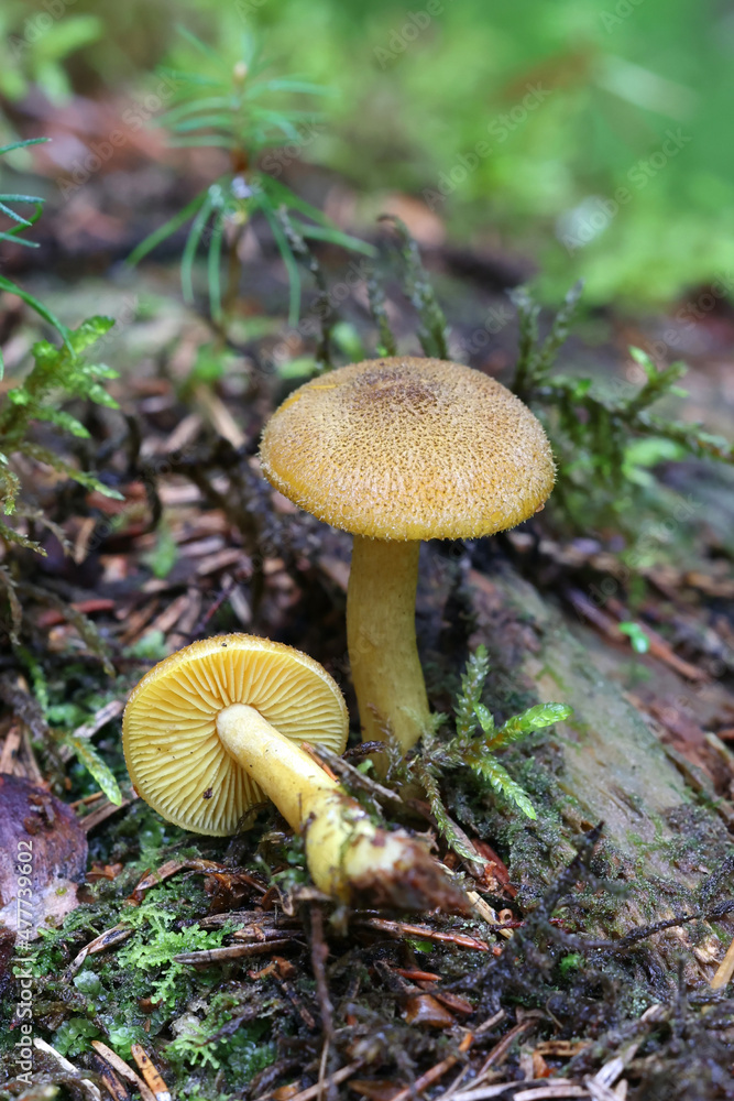 Prunes and Custard, wild mushroom from Finland, scientific name Tricholomopsis decora Prunes and Custard, wild mushroom from Finland, scientific name Tricholomopsis decora