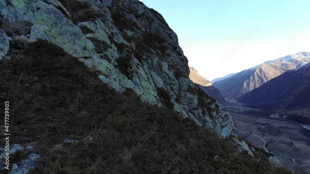 Caucasus, Bezengi gorge. A family of ibex walks along the rocks high above the valley. Caucasus, Bezengi gorge. A family of ibex walks along the rocks high above the valley.