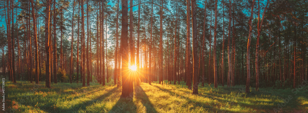 Sunset Sunrise Sun Sunshine In Sunny Summer Coniferous Forest. Sunlight Sunbeams Through Woods In Forest Landscape. Panorama Panoramic View