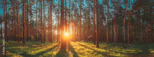 Sunset Sunrise Sun Sunshine In Sunny Summer Coniferous Forest. Sunlight Sunbeams Through Woods In Forest Landscape. Panorama Panoramic View © Grigory Bruev