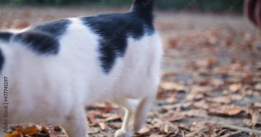adult household cat walking lazy on the backyard at the countryside adult household cat walking lazy on the backyard at the countryside
