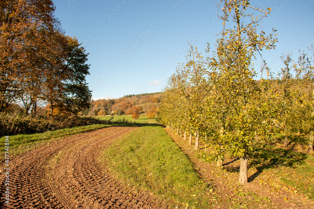 Apple tree orchard in the autumn.