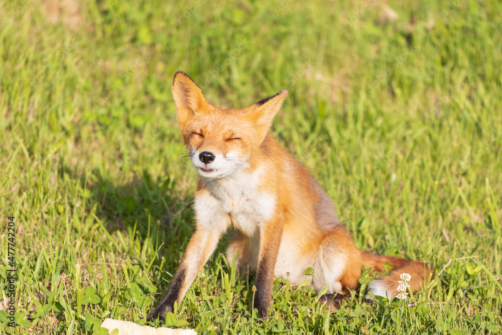 Obraz premium 北海道のキタキツネ