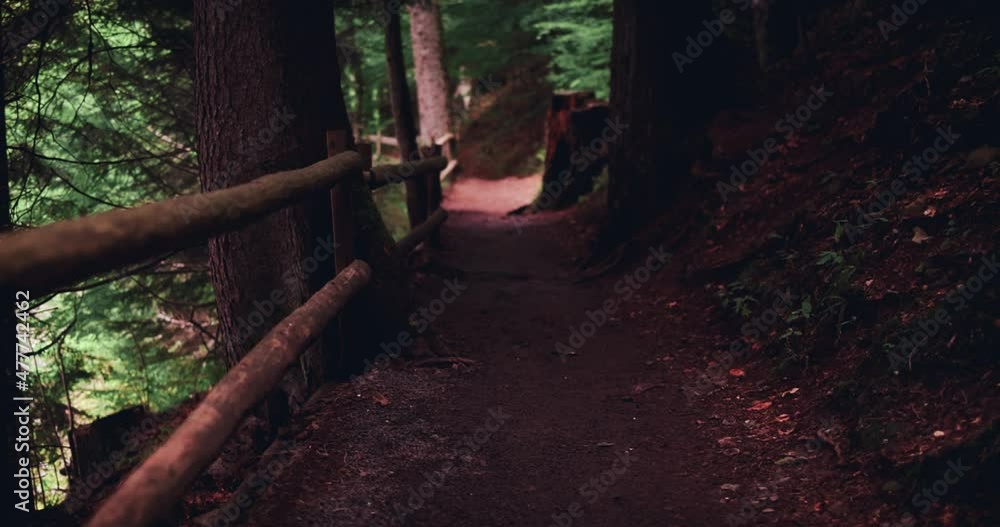 hiking forest trail in mossy woods hiking forest trail in mossy woods