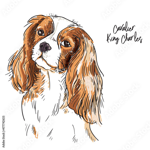 King Charles dog
