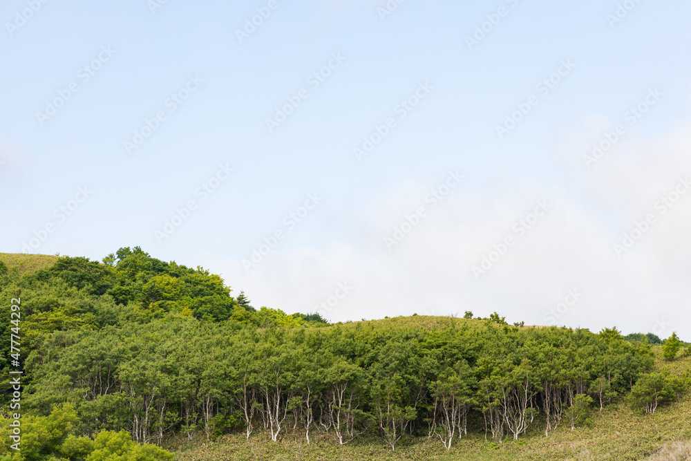 夏の礼文島風景