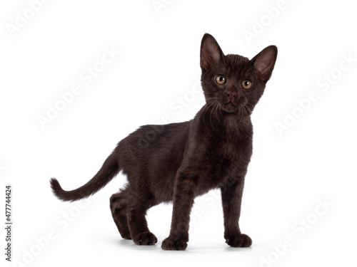 Adorable dark brown Burmse cat kitten, standing side ways. Looking towards camera. Isolated on a white background.