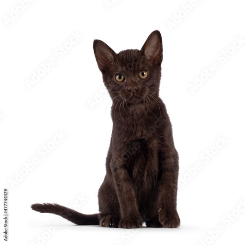 Adorable dark brown Burmse cat kitten, sitting up facing front. Looking towards camera. Isolated on a white background.