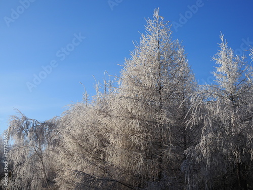 Elegant snow-covered larch among the tundra against the blue sky. A beautiful picture on the theme of a winter fairy tale, northern beauty, Christmas and new year for a postcard, calendar or booklet.