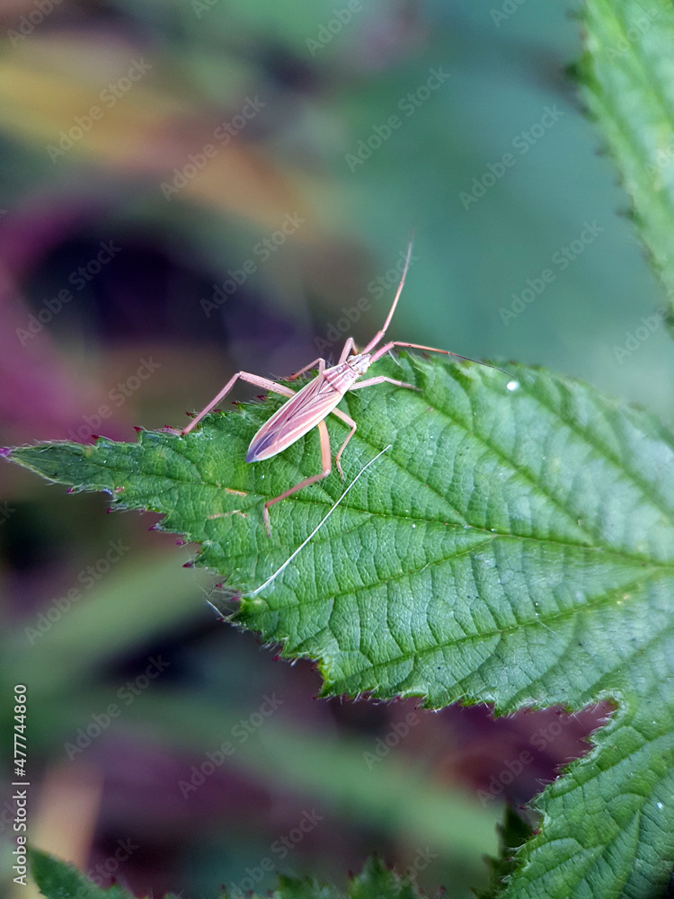Hemiptera bug on leaf macro Hemiptera bug on leaf macro
