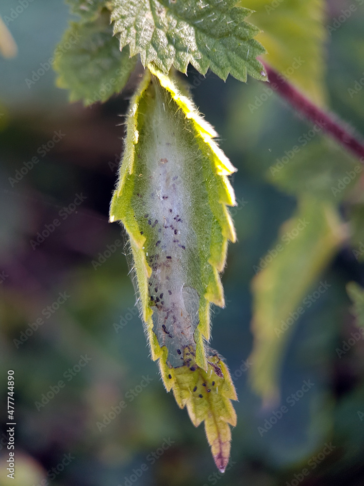 Obraz premium Insect nest on leaf