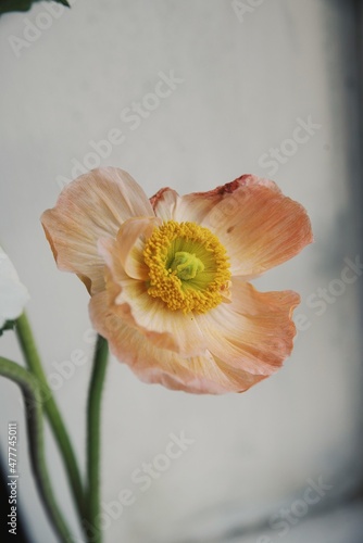 Poppy