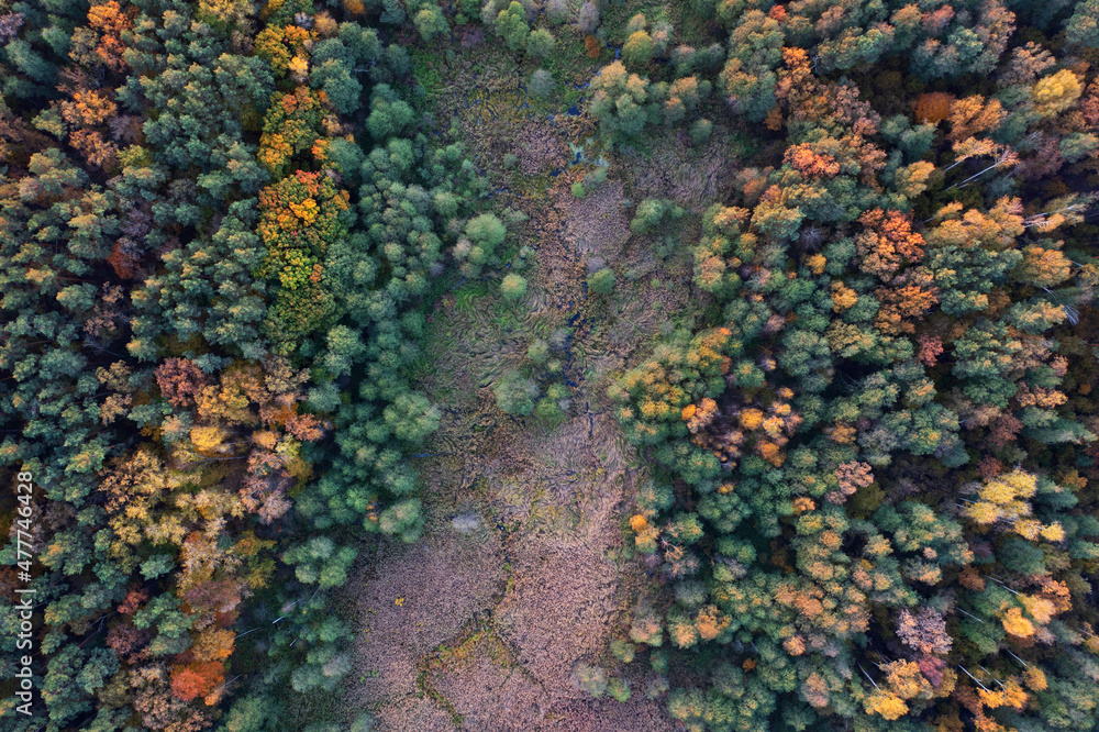Swampy autumn forest aerial view. Natural background. Swampy autumn forest aerial view. Natural background.