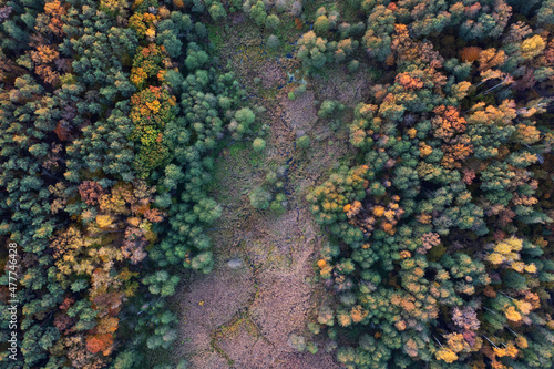 Swampy autumn forest aerial view. Natural background.