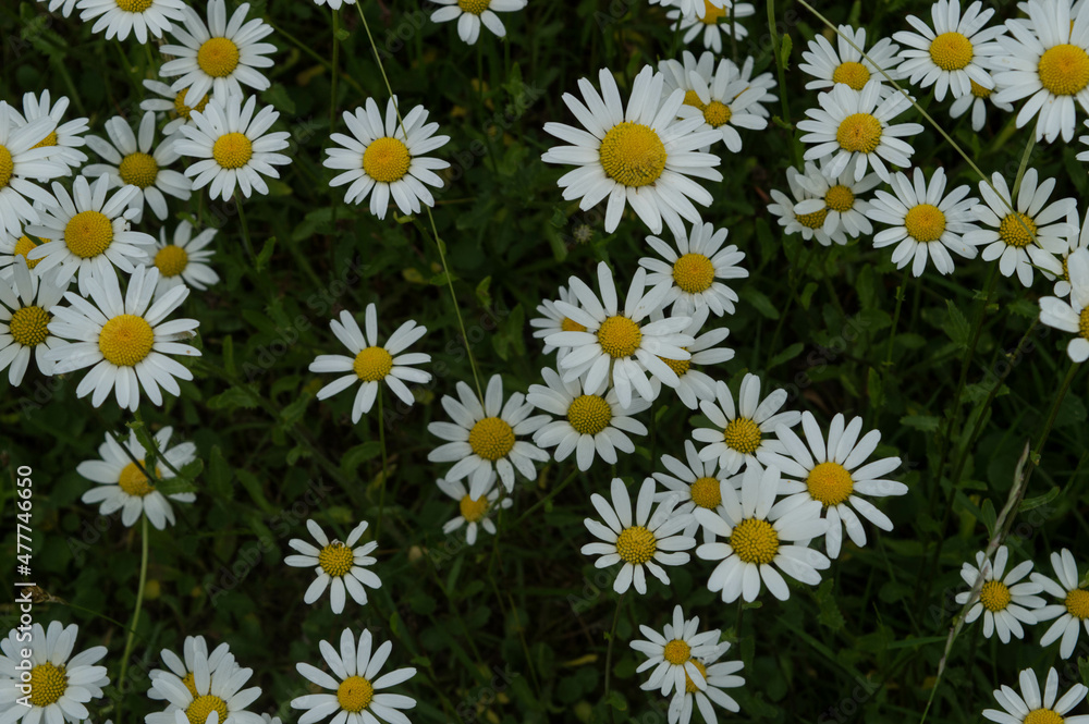 white and yellow marguerite in flower meadow in summer white and yellow marguerite in flower meadow in summer