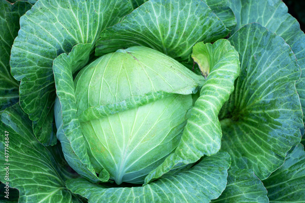 Obraz premium Big green cabbage on the farm. Vegetarian food background.