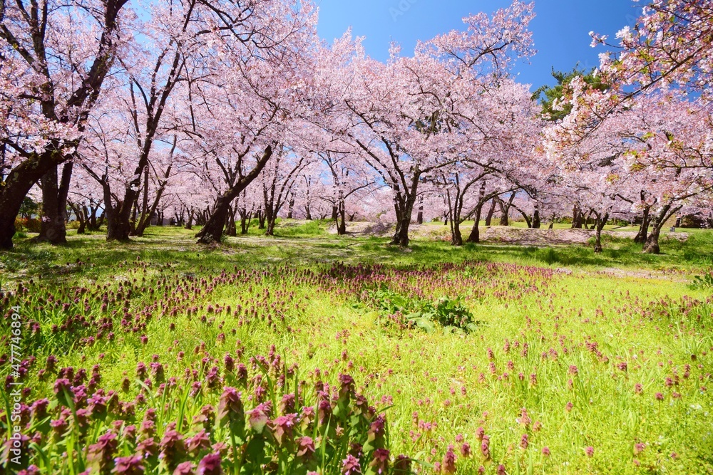 信州　満開の桜