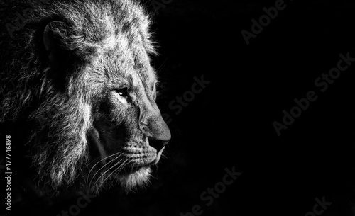 Fotografia lion on black background