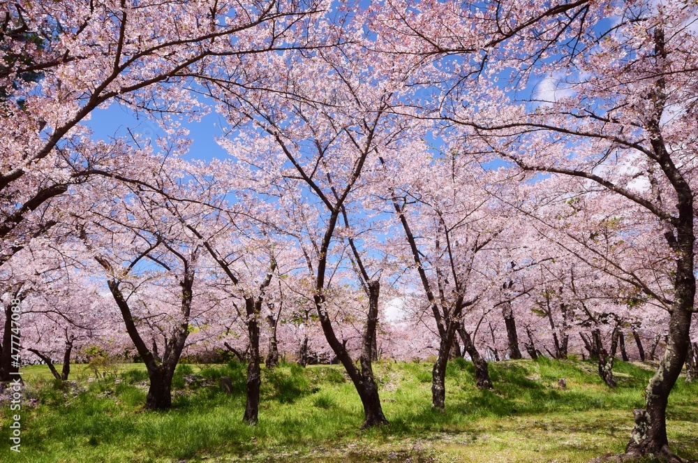 信州 満開の桜 信州 満開の桜