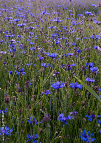 blue cornflower in cornefield in summer