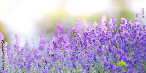 Lavender flowers. Abstract natural purple background. close up