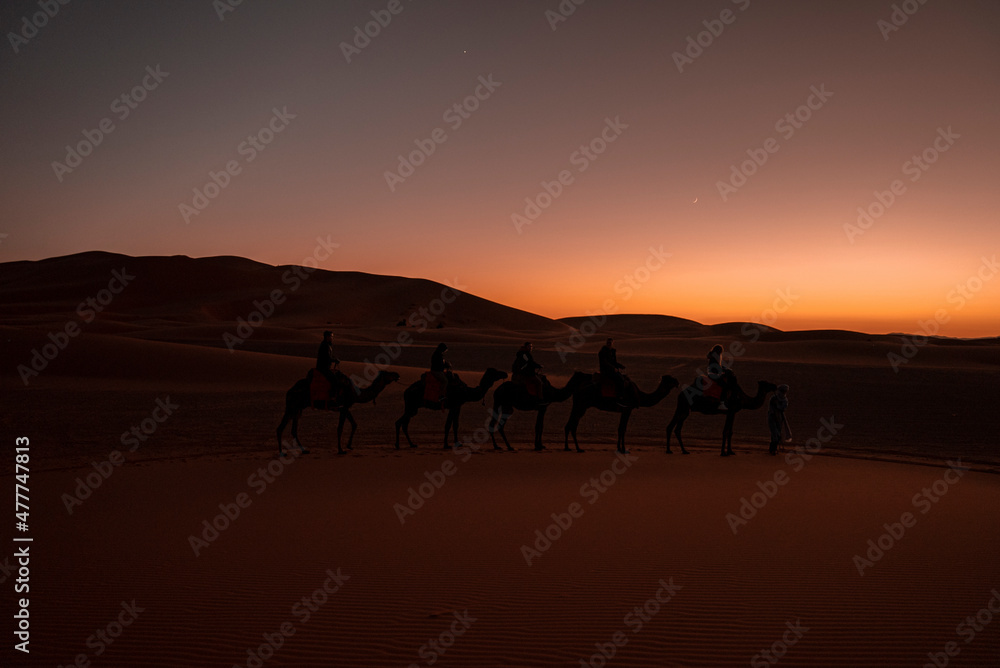 Sahara, Morocco. October 10, 2021. Male guide leads camels caravan with tourists going through the sand in sahara desert during dusk, Tourists are riding camels in desert Sahara, Morocco. October 10, 2021. Male guide leads camels caravan with tourists going through the sand in sahara desert during dusk, Tourists are riding camels in desert