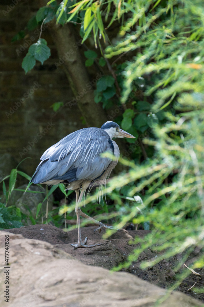 Fototapeta premium great blue heron
