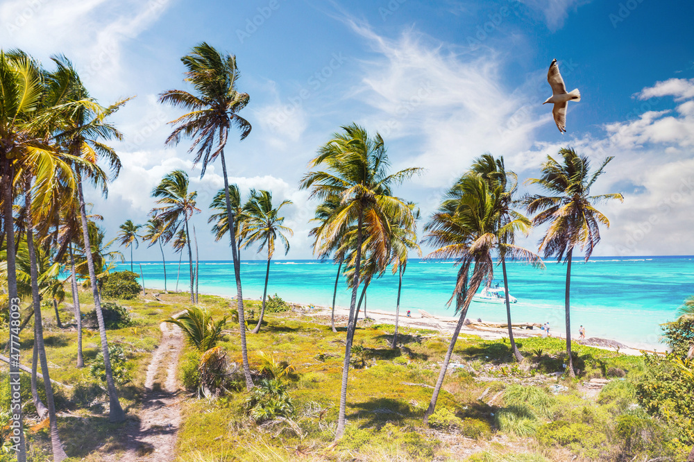 aerial view of a wonderful caribbean tropical beach in Punta Cana, Dominican Republic aerial view of a wonderful caribbean tropical beach in Punta Cana, Dominican Republic