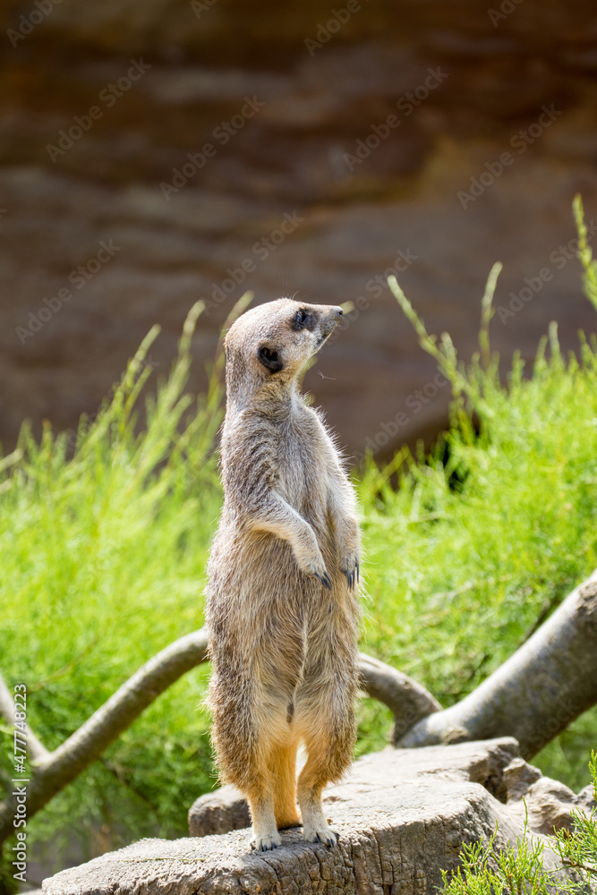 Fototapeta premium meerkat on guard